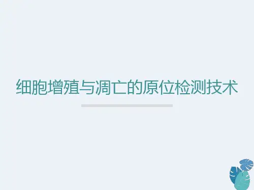 细胞凋亡与增殖的原位检测