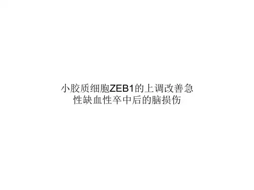 小胶质细胞ZEB1的上调改善急性缺血性卒中后的脑损伤