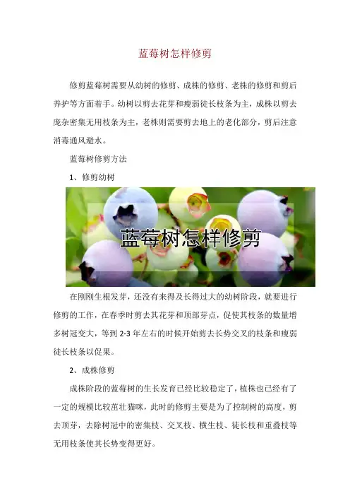 蓝莓树怎样修剪