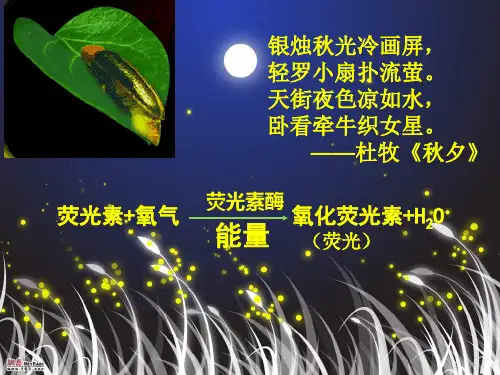 人教版高中生物必修一第5章第2节 细胞的能量“通货”——ATP  课件(共12张PPT)