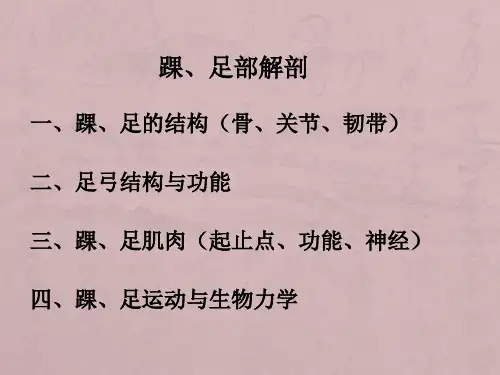 踝、足部解剖与功能