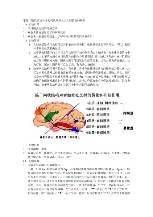 家兔大脑皮层运动区的刺激效应及去大脑僵直的观察