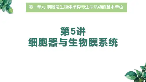 高中生物一轮复习课件第5讲细胞器与生物膜系统