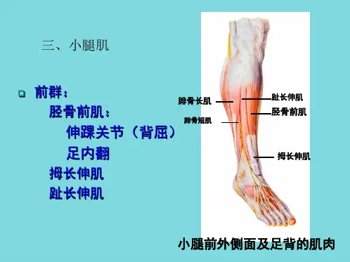 胫骨前肌(共8张PPT)