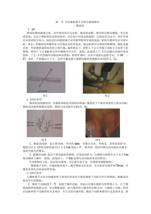 妇科腹腔镜手术相关腹部解剖