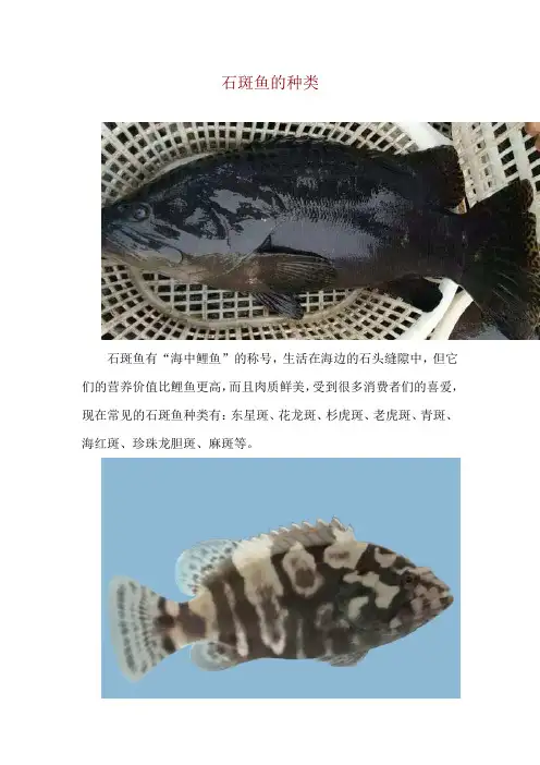 石斑鱼的种类