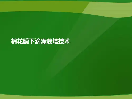 棉花膜下滴灌栽培技术