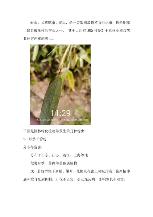 病害篇——蚜虫
