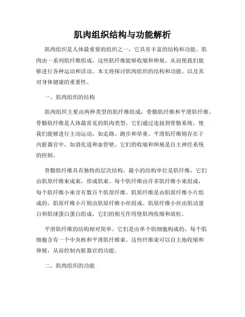肌肉组织结构与功能解析