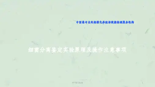 细菌分离鉴定实验原理及操作注意事项(实验员)课件