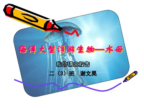 研究报告--水母
