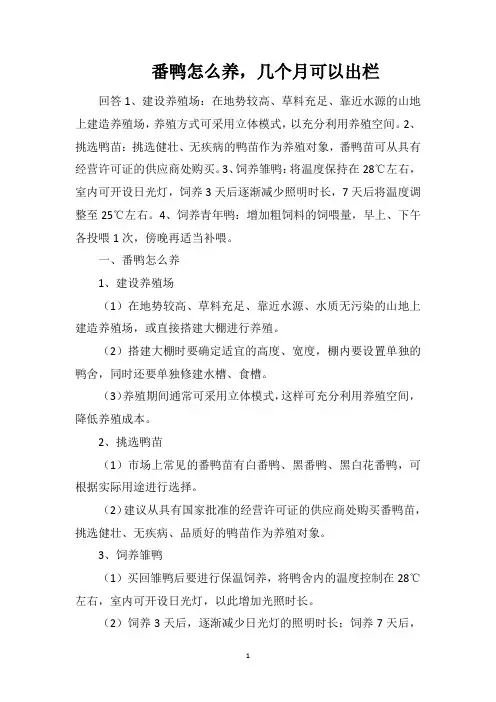 番鸭怎么养,几个月可以出栏