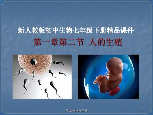 七年级下册生物生殖器官PPT课件