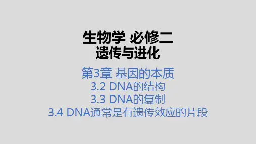 3-2-3-4 DNA的结构、复制和本质 课件-高中生物人教版(2019)必修二