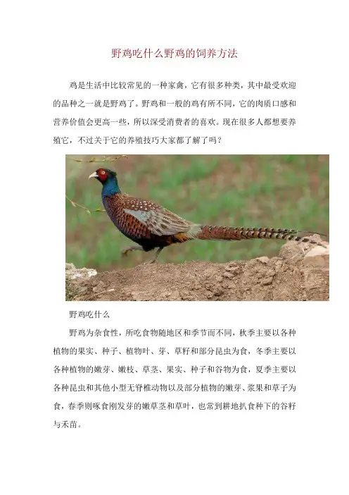 野鸡吃什么 野鸡的饲养方法