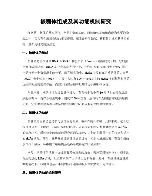 核糖体组成及其功能机制研究