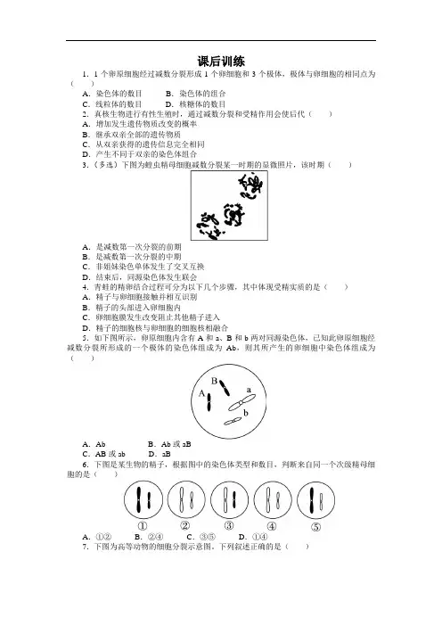 生物必修2课后训练：第二章第一节 减数分裂第二课时 