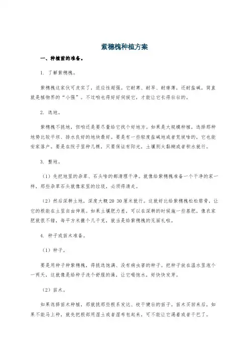 紫穗槐种植方案