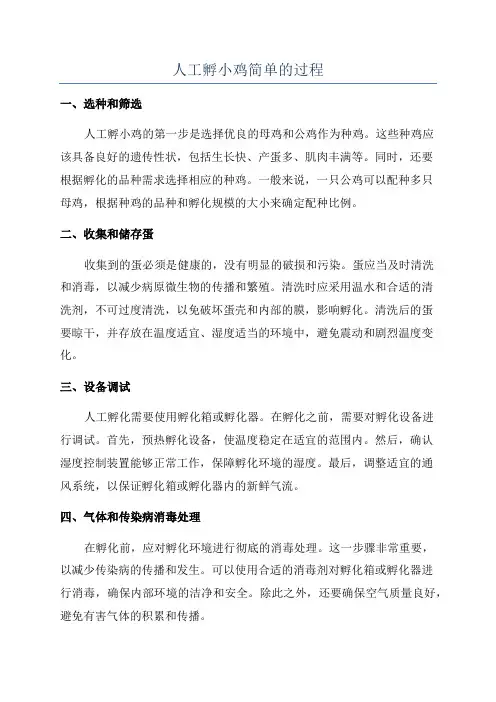 人工孵小鸡简单的过程