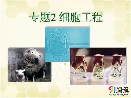 课件8：2.1.1 植物细胞工程的基本技术