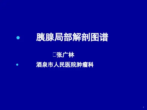 胰腺局部解剖图谱