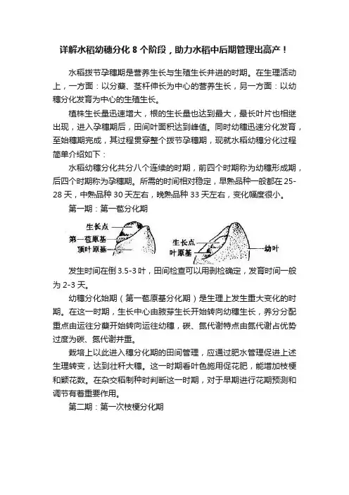 详解水稻幼穗分化8个阶段，助力水稻中后期管理出高产！