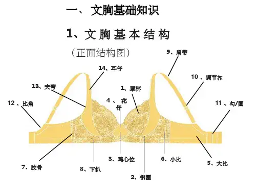 文胸基础知识