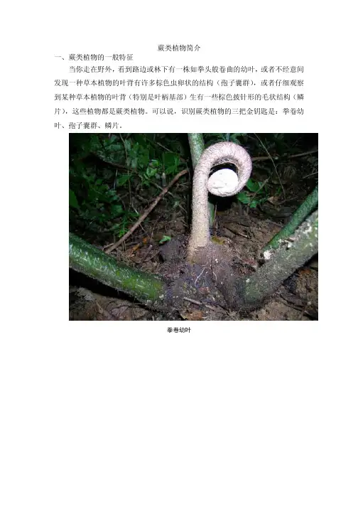蕨类植物简介