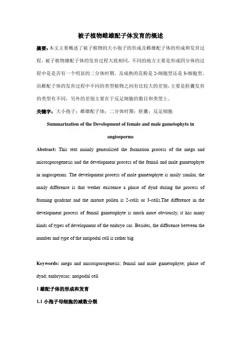 雌雄配子体发育综述