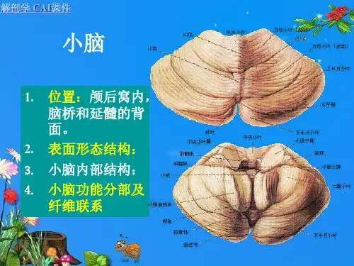 94小脑、间脑、端脑-精选文档