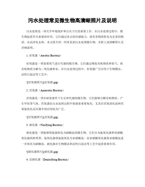 污水处理常见微生物高清晰照片及说明