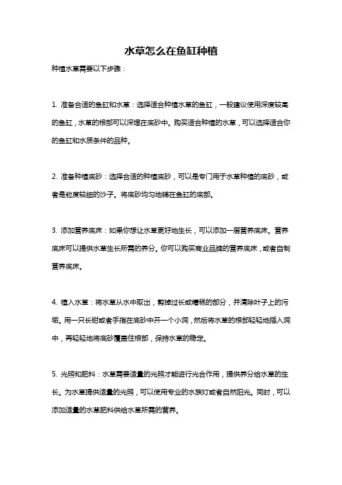 水草怎么在鱼缸种植
