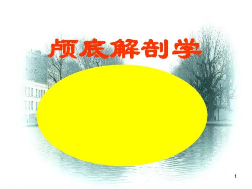 16-颅底解剖学