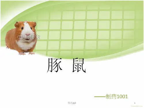 《实验动物豚鼠》PPT课件
