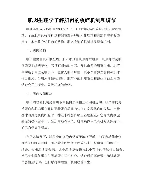 肌肉生理学了解肌肉的收缩机制和调节