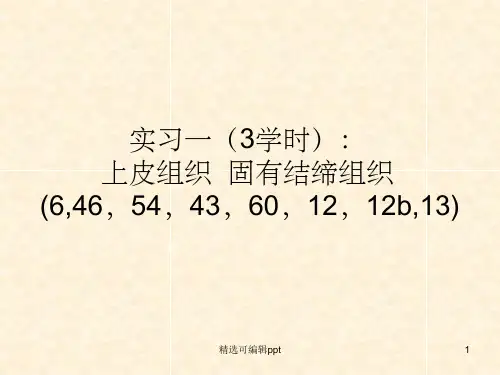 组织学与胚胎学图片