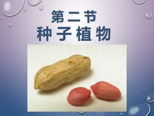 种子植物PPT