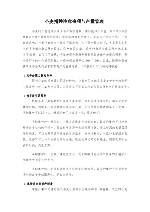 小麦播种注意事项与产量管理