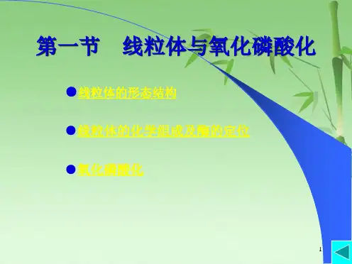 第6章线粒体与叶绿体(共47张PPT)