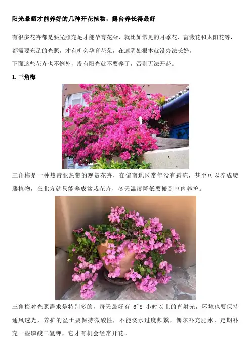 阳光暴晒才能养好的几种开花植物,露台养长得最好