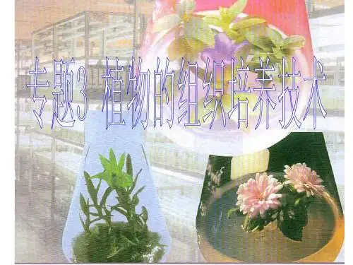 专题3 1菊花的组织培养