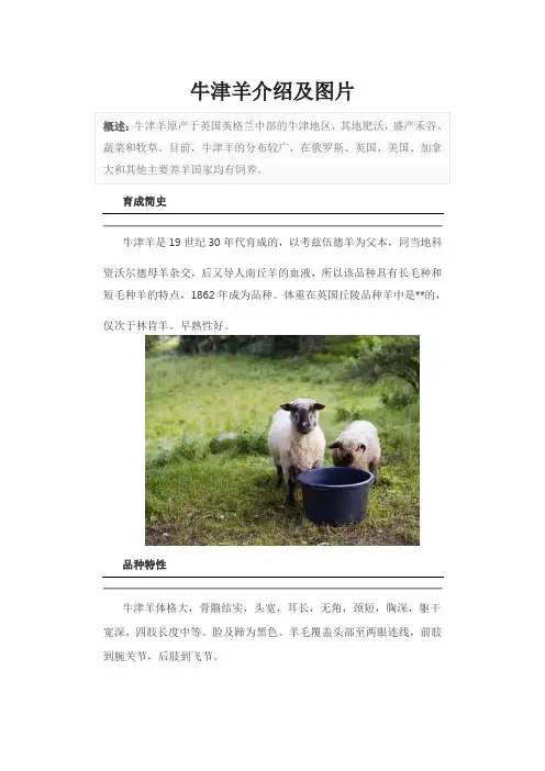 牛津羊介绍及图片
