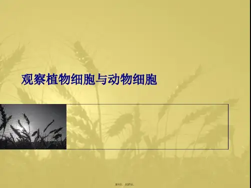 观察植物细胞与动物细胞