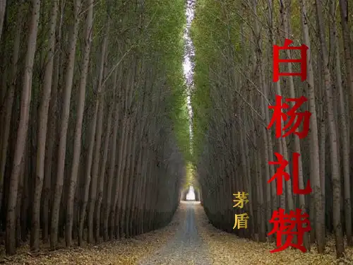 部编版语文八年级上册第15课《白杨礼赞》课件(4)