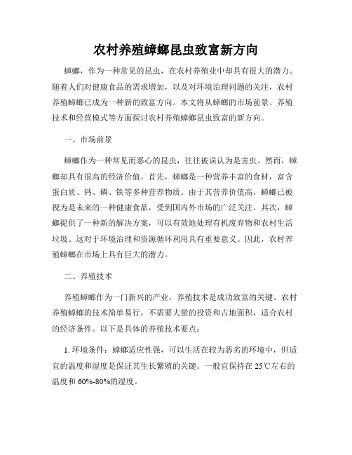 农村养殖蟑螂昆虫致富新方向