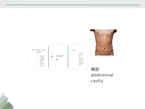 腹腔解剖图谱