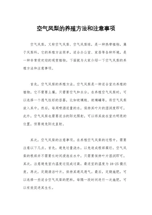 空气凤梨的养殖方法和注意事项