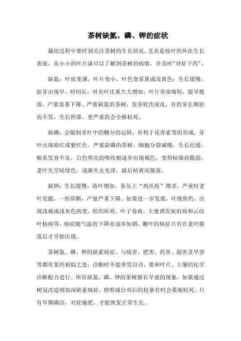 茶树缺氮、磷、钾的症状