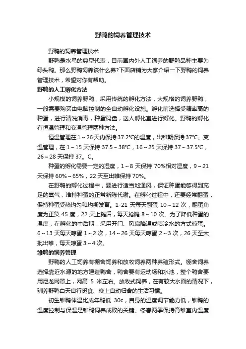 野鸭的饲养管理技术