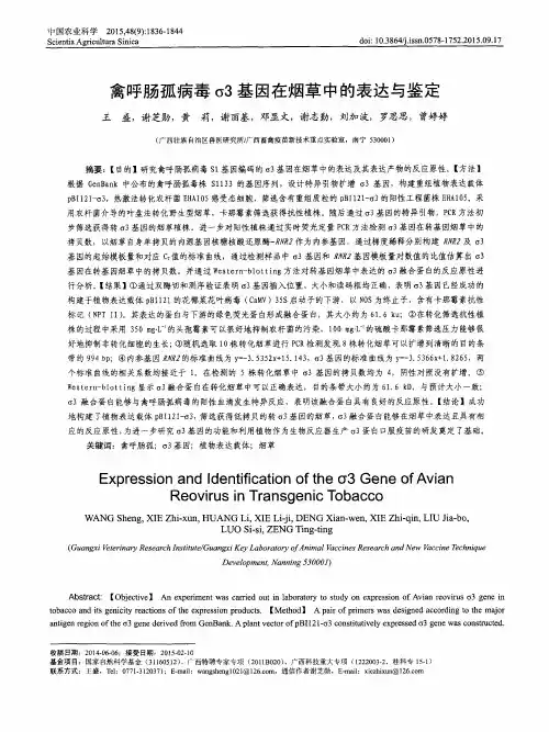 禽呼肠孤病毒σ3基因在烟草中的表达与鉴定